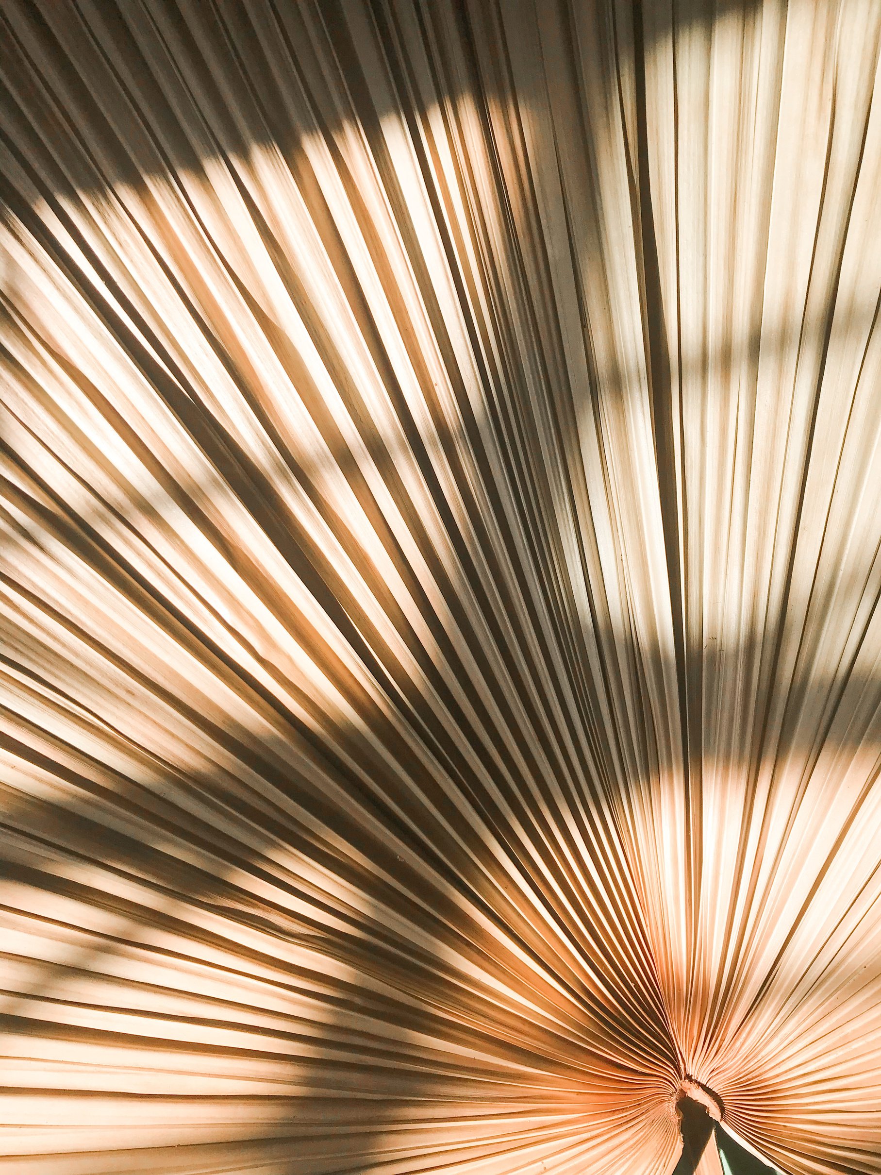 Aesthetic Dry Leaves